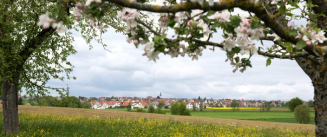 Jettingen Baugebiet