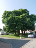 Ansicht Kastanie.jpg
